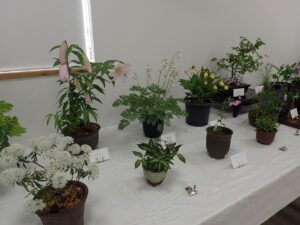 R6山野草展　小ぶりの焼き鉢の中で咲く山野草