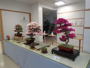 さつき花季展の入り口の3席。大型のさつき盆栽と山野草の添えがある。