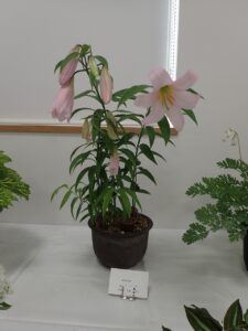 R6山野草展_オトメユリ