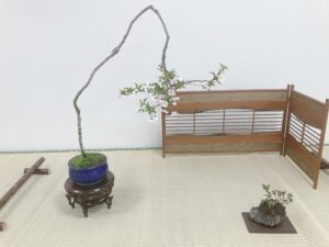 フジザクラの1席