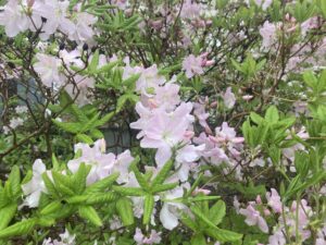 クロフネツツジ