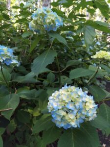 色づき始めたアジサイ