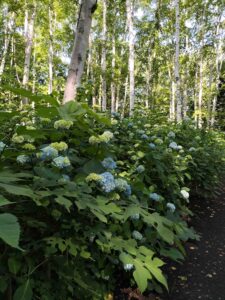6月28日の白樺林とアジサイ