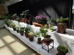 「斑入り植物展」始まりました