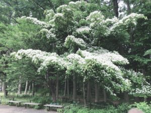 満開のヤマボウシ