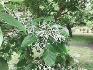 ナンジャモンジャの花