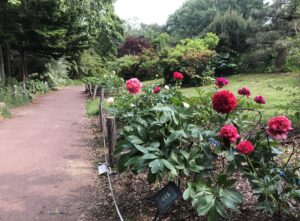 シャクヤク咲き始めました