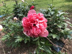 コマンドパフォーマンス