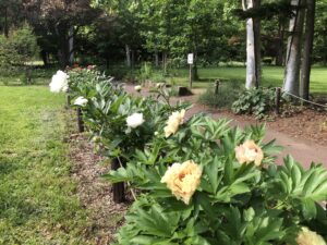 カナリーブリリアント