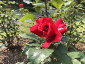 アレックスレッド