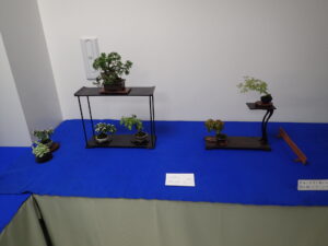 R6春のミニ盆栽と山野草展＿席飾り