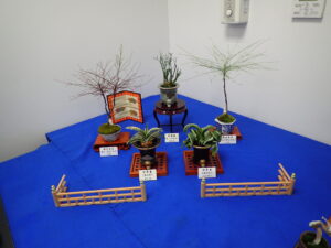 R6春のミニ盆栽と山野草展＿古典植物