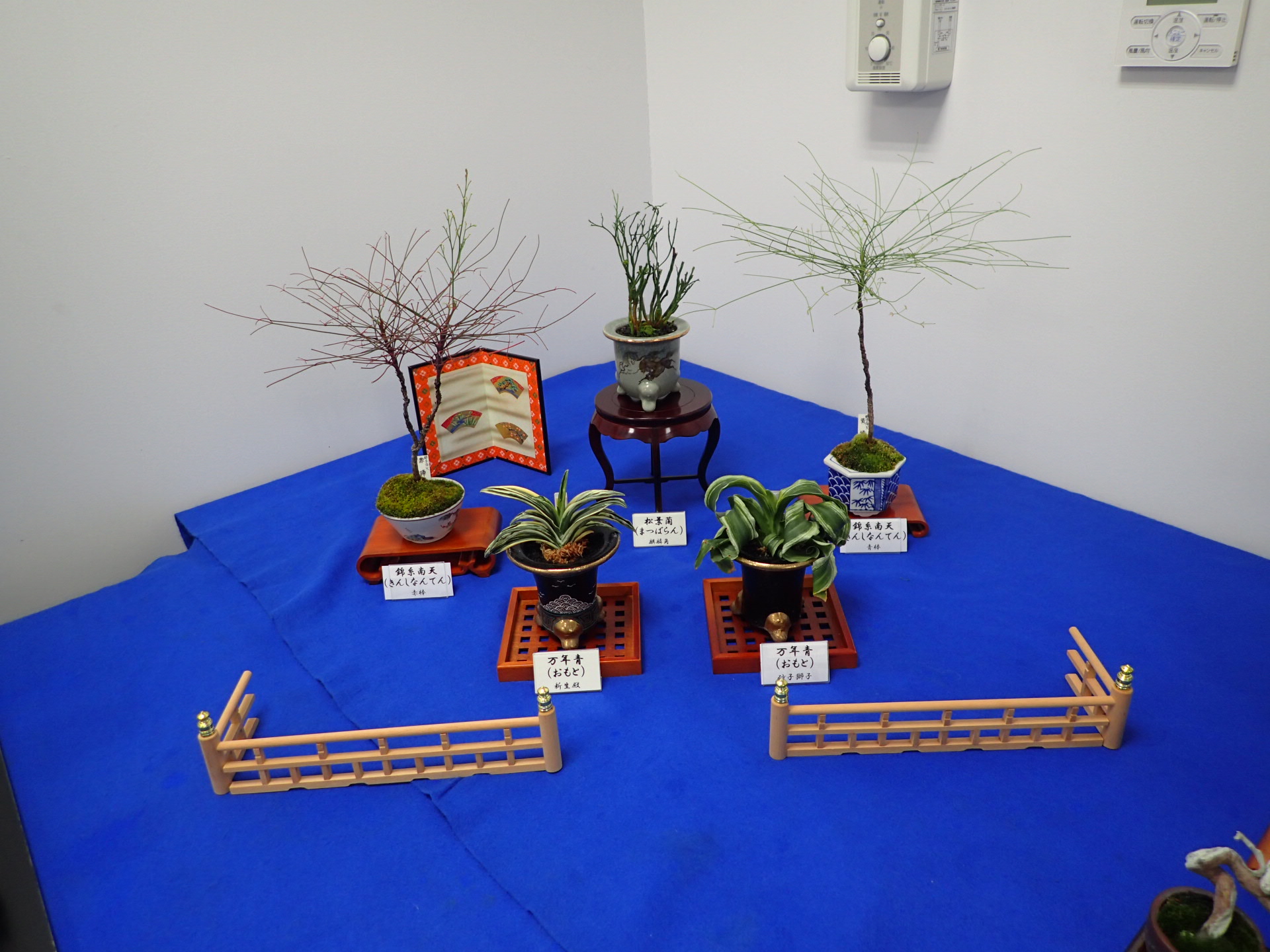 春のミニ盆栽と山野草展」が始まります | 豊平公園 - 札幌市公園緑化協会