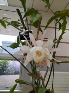 開花しはじめの月下美人の花