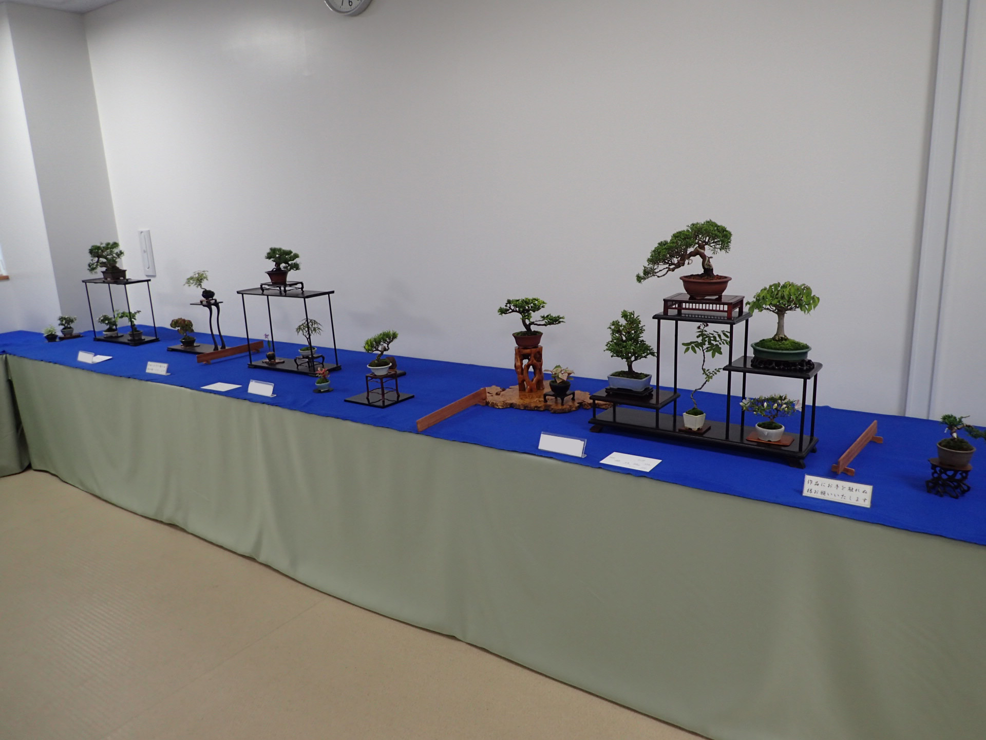 春のミニ盆栽と山野草展」が始まります | 豊平公園 - 札幌市公園緑化協会