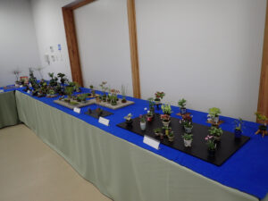 R6春のミニ盆栽と山野草展_風景