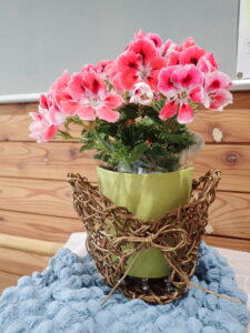 あけびで作ったプランターカバーとプランター入りのペラルゴニウム