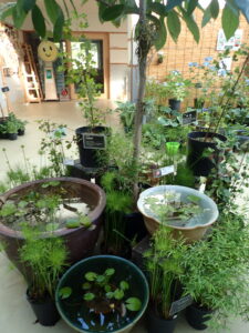 熱帯スイレン展示