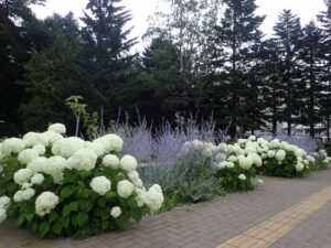 緑のセンター横のアナベルの白い花とﾛｼｱﾝｾｰｼﾞの紫の花のコントラスト