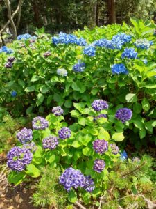 四阿周辺の青と紫のアジサイ