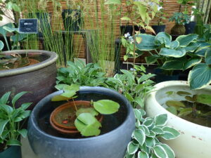 温帯スイレンの和風展示