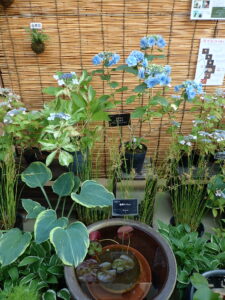 簾の前にあじさいやコケ玉、スイレンの入った水鉢など