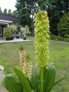 たくさんの小花がパイナップルの様な太い棒状に集まった花