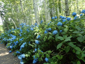 背景に白い木肌のシラカバ林がありその周囲に真っ青な花をつけたアジサイが咲いている。