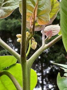 トマトノキの太い黒みがかった緑の茎の間に薄ピンク色の小さな花が数個見える。