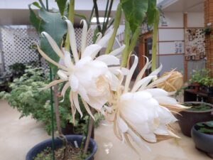 開花情報　月下美人と野草園