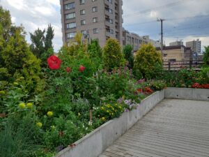 ルーフガーデンの長い花壇に様々な花が咲いている