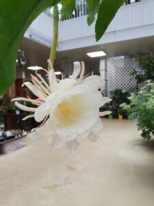 今日も咲いた月下美人と野草園の様子