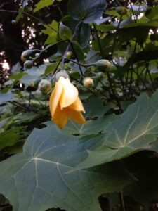 キレンゲショウマが咲きました