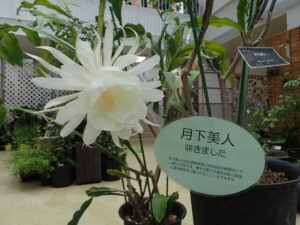 月下美人が開花しました