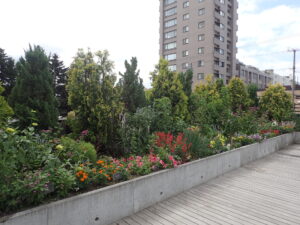 一年草の花がたくさん咲いているルーフガーデン