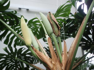 モンステラの切れ込みのあるともて大きな葉の前に棒状の蕾と実が4つと新芽がみえる