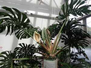 開花株のモンステラ