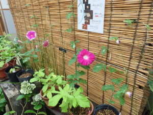 日本アサガオ　大輪種