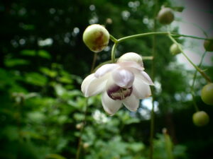 蓮華の花に似ていることから名が付いたレンゲショウマが咲いている