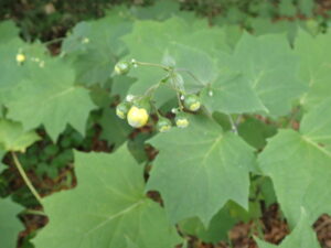 大きな緑の葉の上に丸い小さな蕾があり、先端だけ蕾の先が黄色味を帯びている