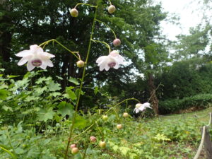 細い花茎の先に蓮華座を逆さにした方な薄紫の花が3つ見える。