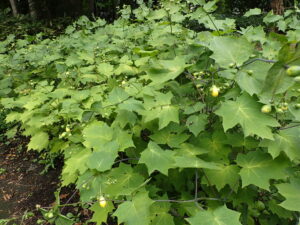 大きな葉の上に楕円形のレモン色の蕾とまだ緑色して小さな丸い蕾がたくさん見える