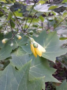 レモン色の肉厚な花が咲いている