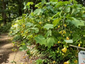 キレンゲショウマと開花情報