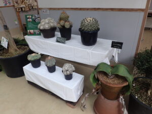 壁の前に大きめのサイズで様々な形ののサボテン・多肉植物が並んでいる