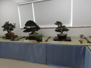 畳ゴザを敷いた台の上に大きなサツキ盆栽が3つ、添えの盆栽とともの置かれている