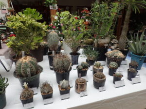 痛そうな棘のたくさんついた丸い形のサボテンが並ぶ