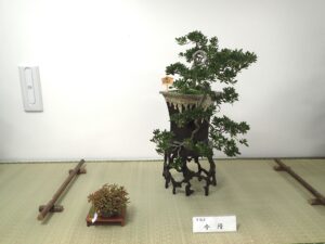 垂れ下がる枝もあるサツキの大きな盆栽と添えの野草がある