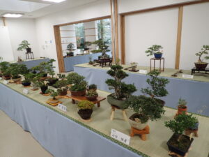 「さつき秋季展」始まります