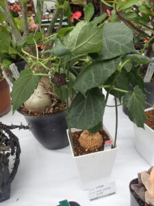 大きな葉の下に黒い花が咲いたマテレアシクロフィラ